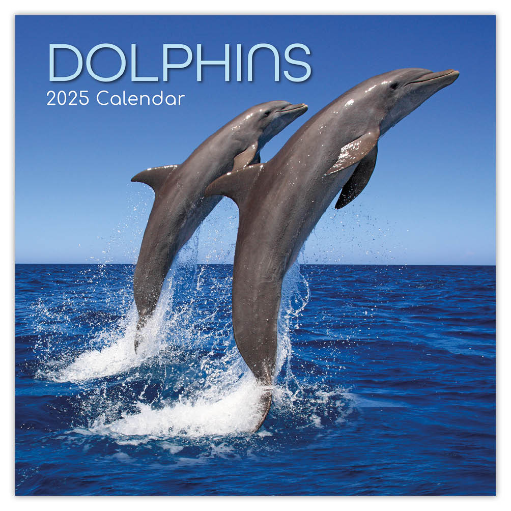 Dolphins kalender 2025 Comello